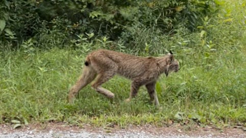 Rare Canada lynx seen in Vermont's Rutland County after 6 years