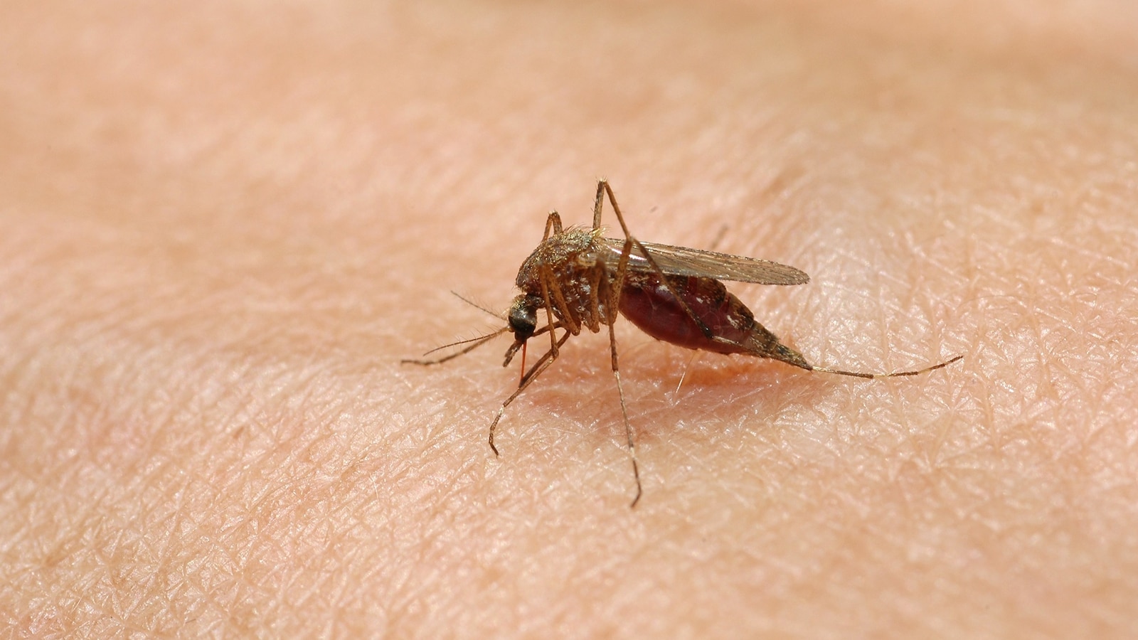 10 Massachusetts communities at high risk of mosquito-spread virus 'Triple E'