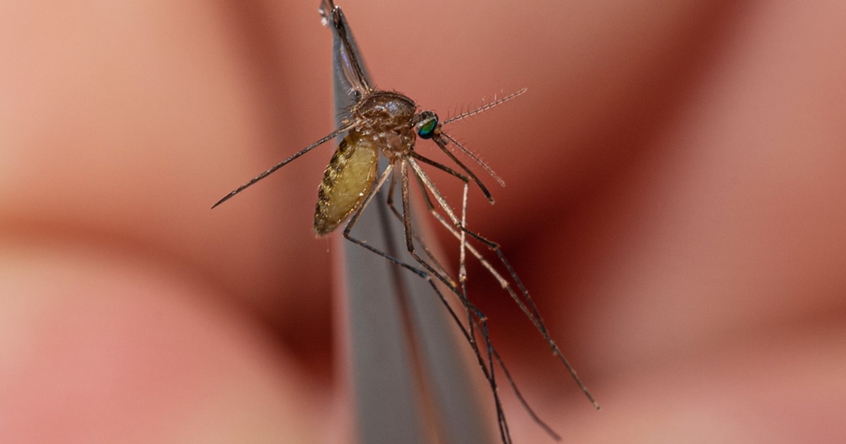 Massachusetts towns battles rare eastern equine encephalitis mosquito virus