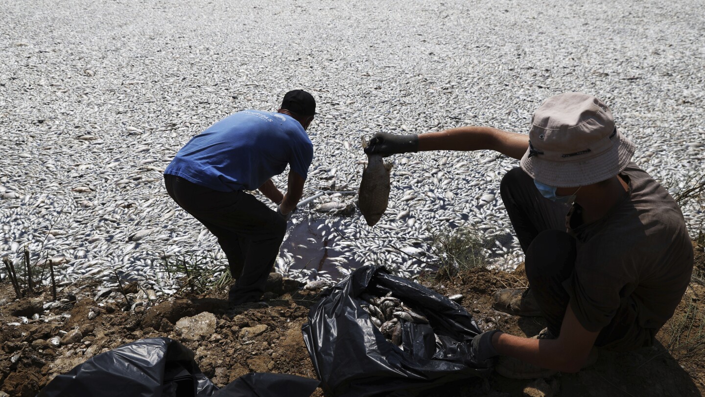 A climate-related mass die-off leaves over 100 tons of dead fish collecting at a Greek port