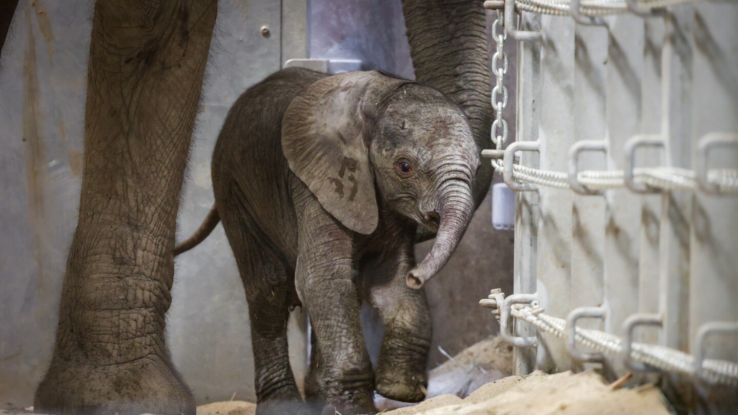 A second elephant calf in 2 weeks is born at a California zoo