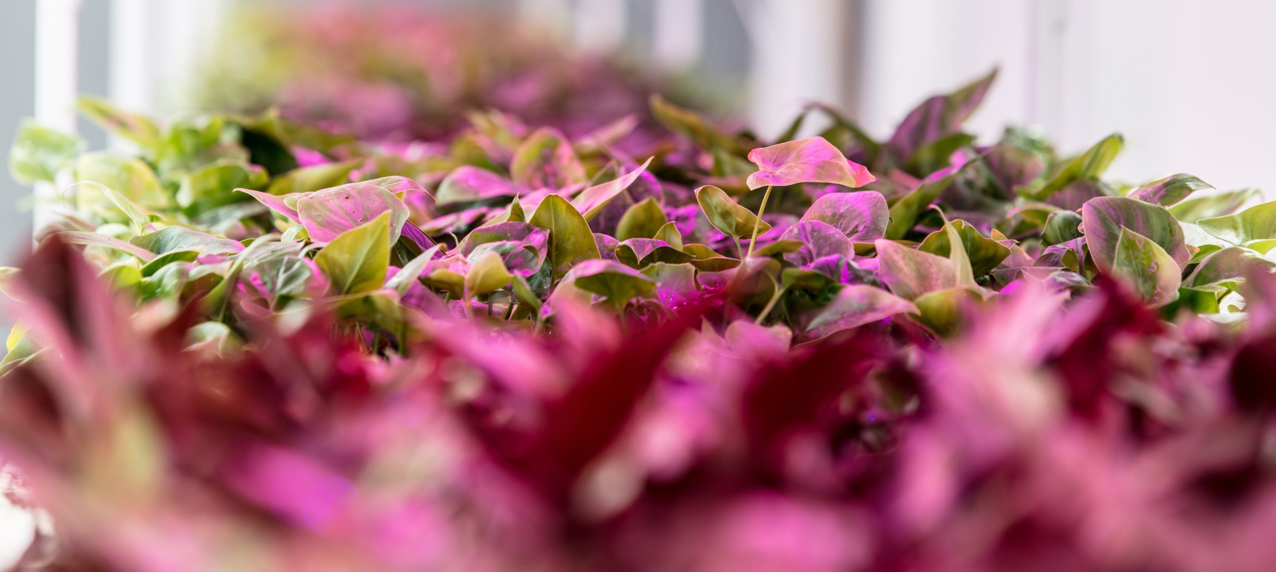 Can LED grow lights extend the growing season in greenhouses?