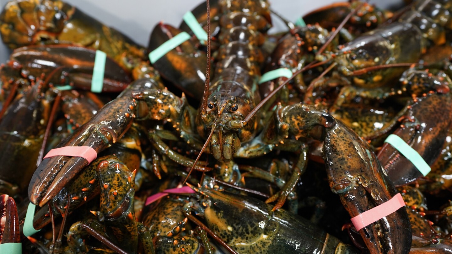 Game of inches: Lobster fishermen say tiny change in legal sizes could disrupt imperiled industry