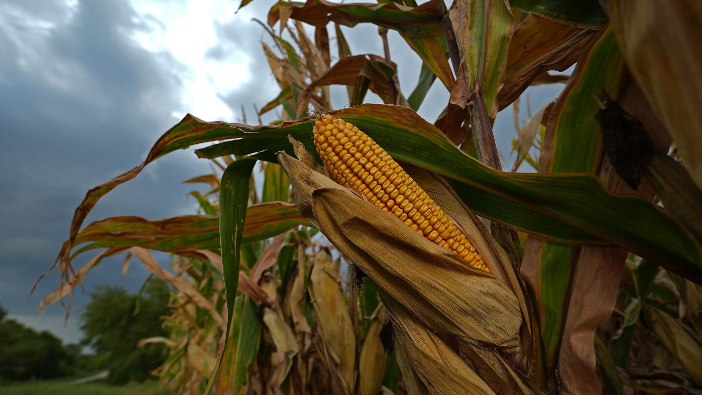 How climate change could be making Midwest summer's 'corn sweat' stickier