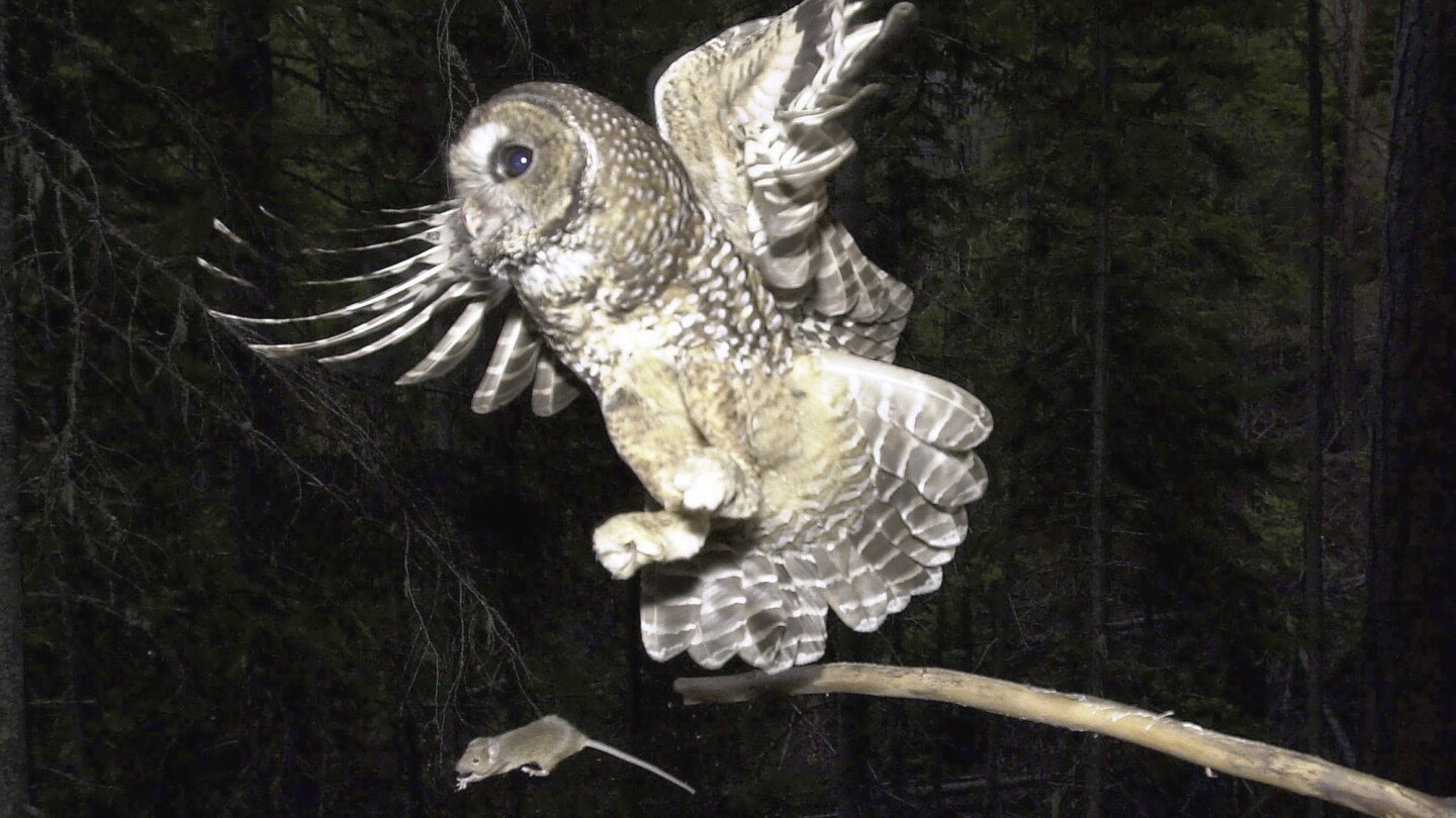 Killings of invasive owls to ramp up on US West Coast in a bid to save native birds