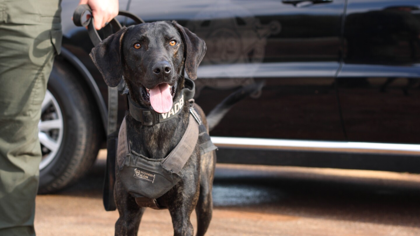 Law enforcement agencies honor K-9s on International Dog Day