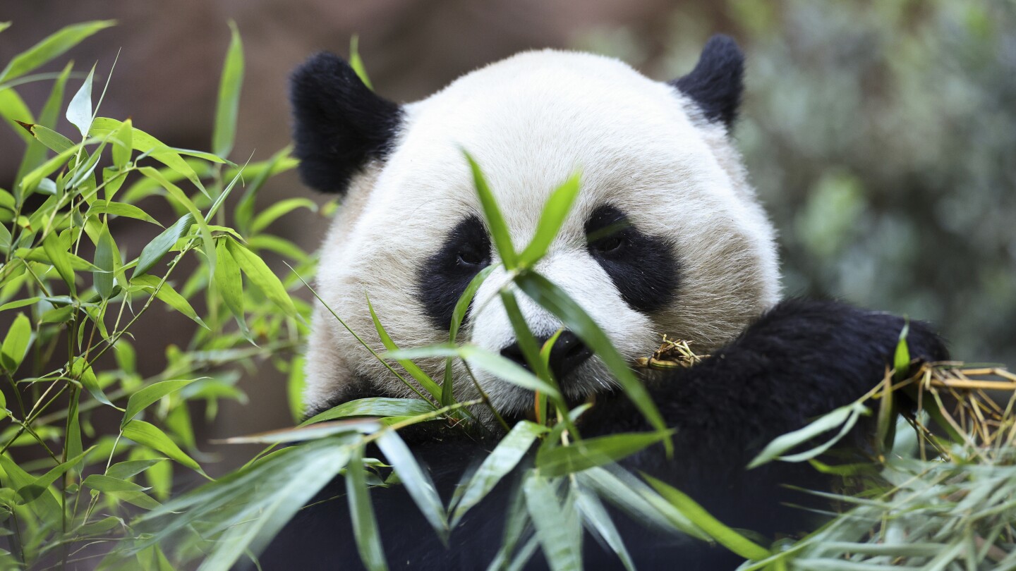 Meet Yun Chuan and Xin Bao, America's newest giant pandas