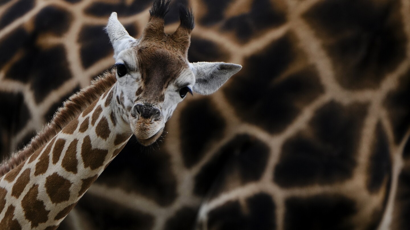 Naming two baby giraffes is a big challenge for a Berlin zoo