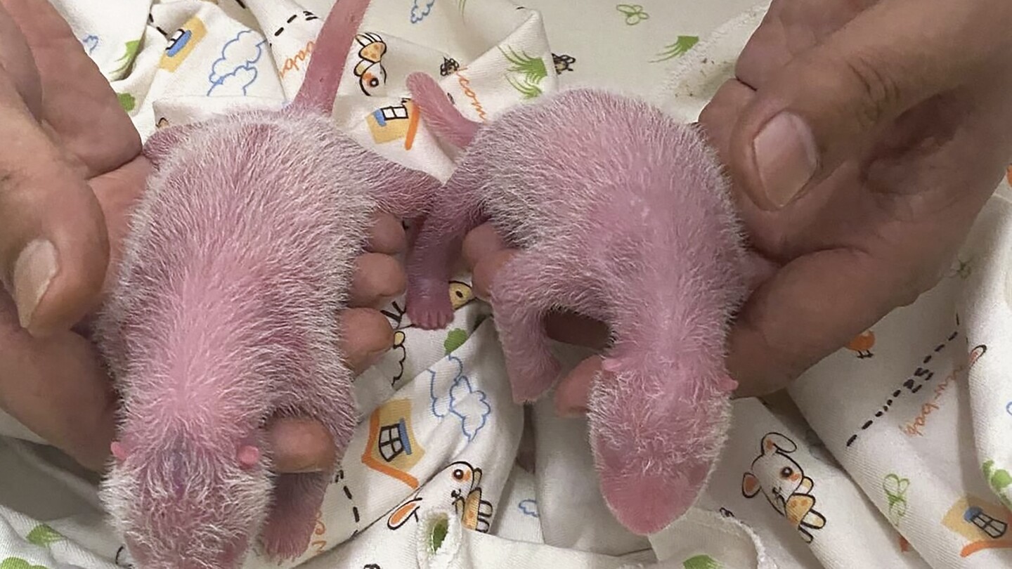 Panda twins are born in Hong Kong to Ying Ying, the world's oldest first-time mom