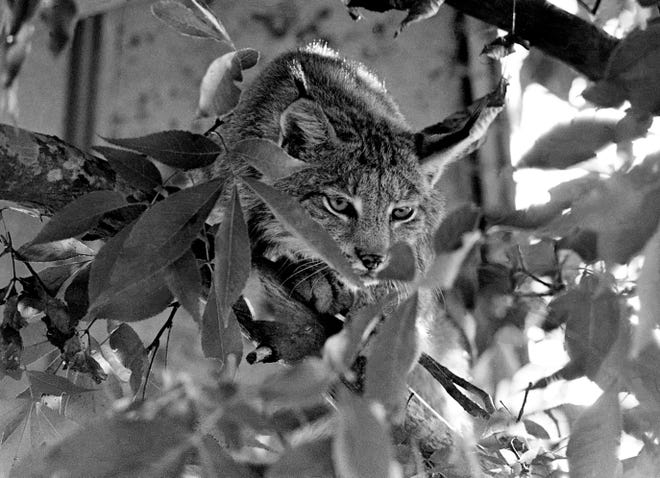 A Canada lynx in its picturesque new quarters at the Tennessee Game Farm on Aug. 22, 1973.