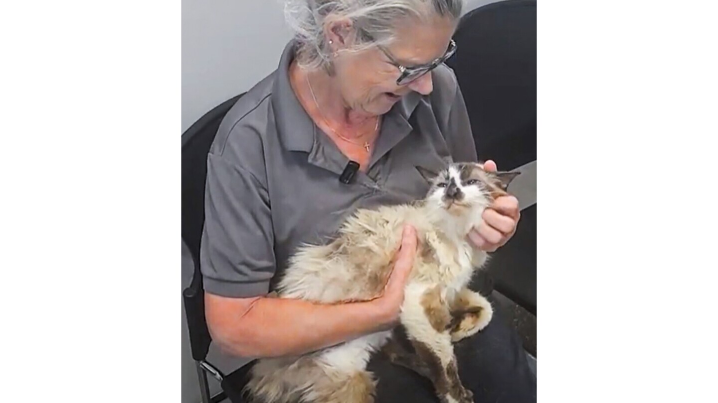 Sam Sam the Kittycat Man ran away. Thanks to a microchip, he was found close by — 11 years later