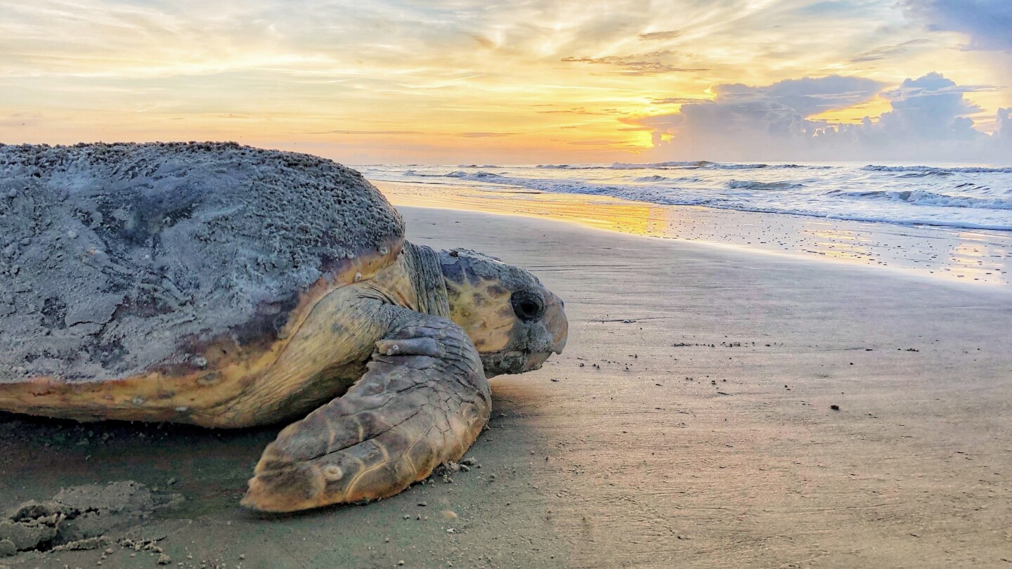 Sea turtles strandings have increased dramatically. Congress might create a fund to bail them out