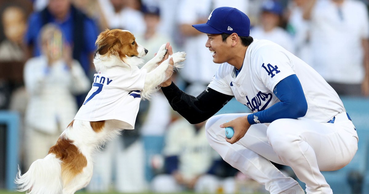 Shohei Ohtani's dog Decoy throws perfect first pitch at Dodgers game