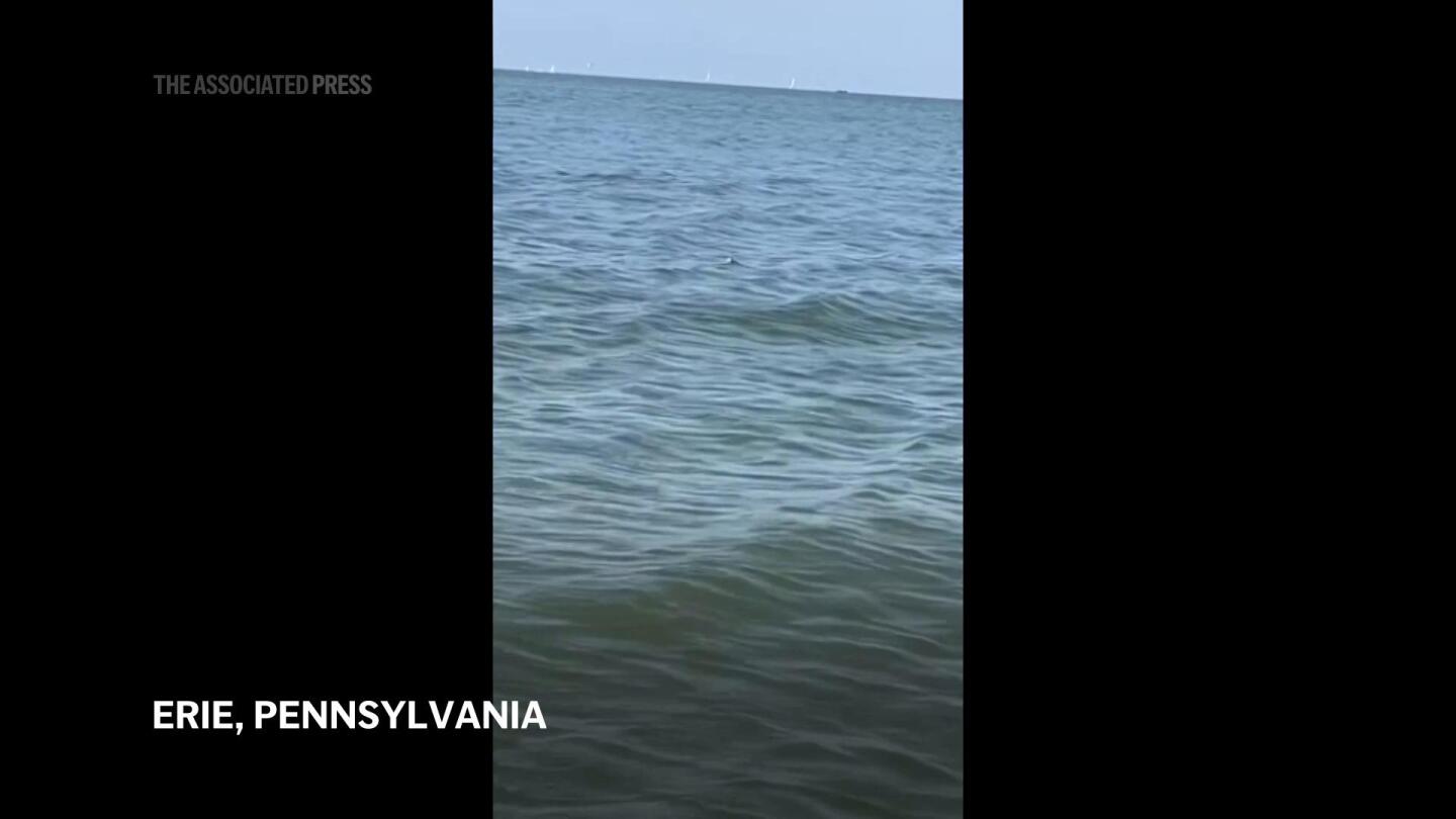 Sighting of alligator swimming off shore of Lake Erie prompts Pennsylvania search