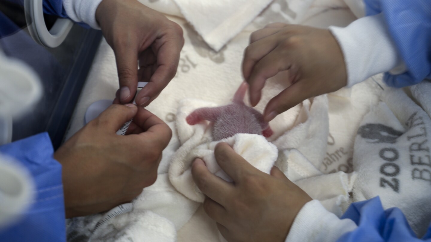 The twins are here! A second set of giant panda cubs has been born in Berlin