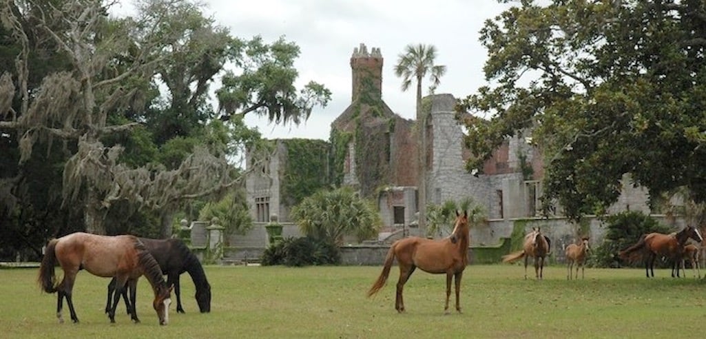 National Park Service Has Its Blinders On At Cumberland Island