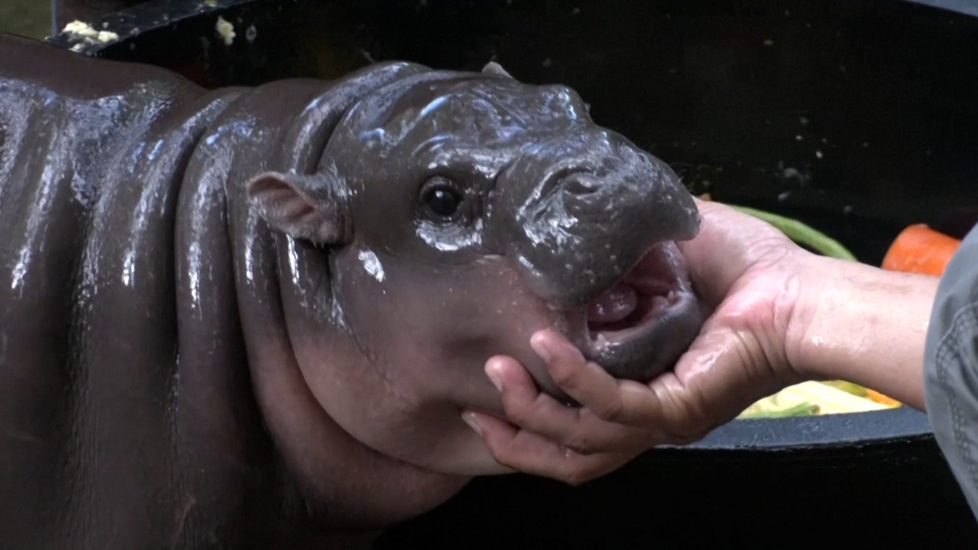 Baby pygmy hippo is a wet, chubby internet sensation