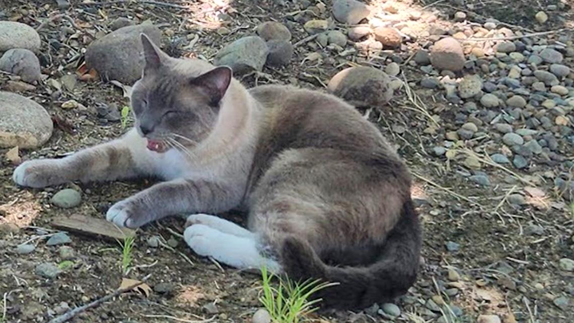 Cat missing in Yellowstone travels 800 miles back to home