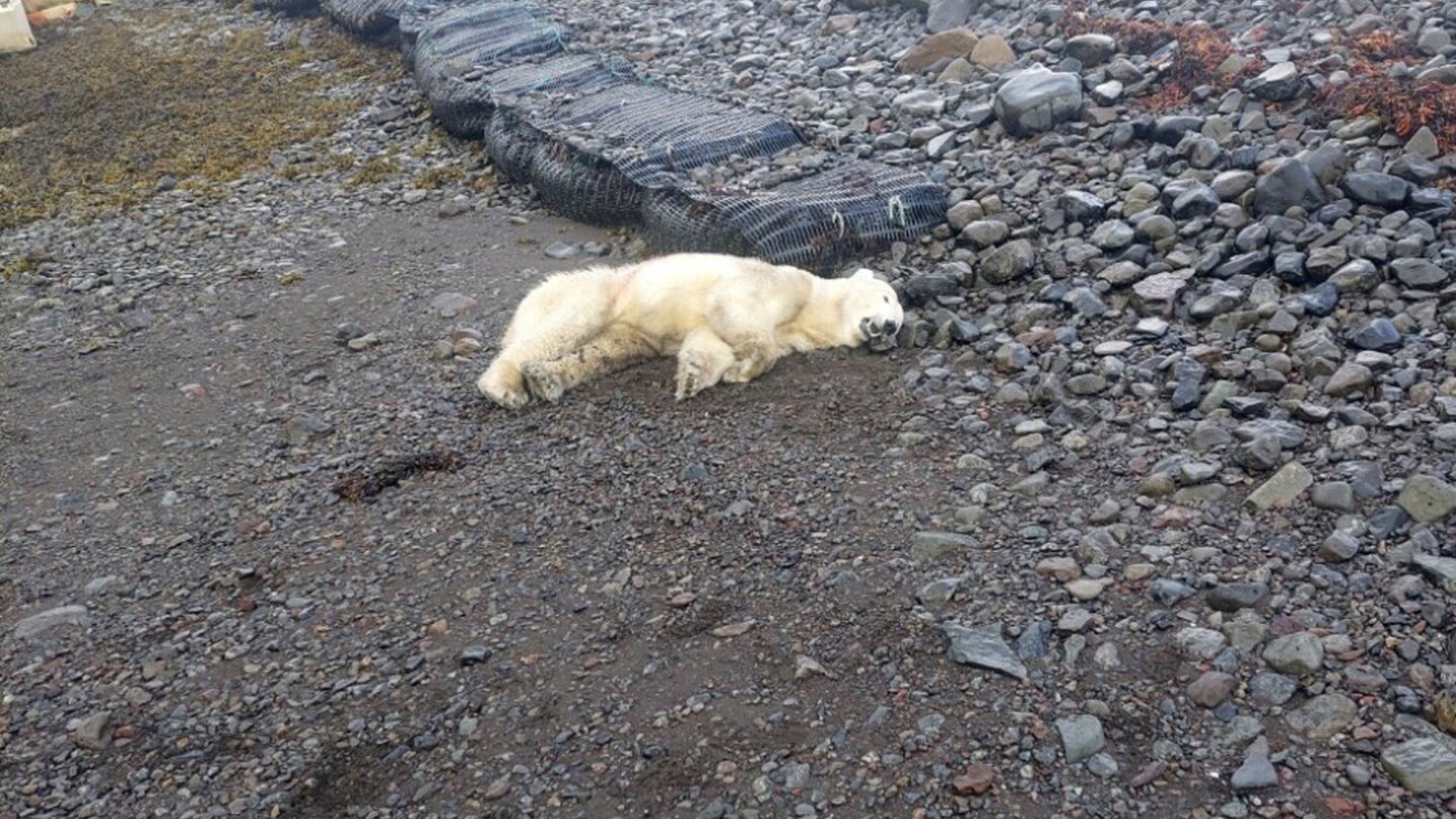 A rare polar bear showed up on the shores of Iceland. Police shot it