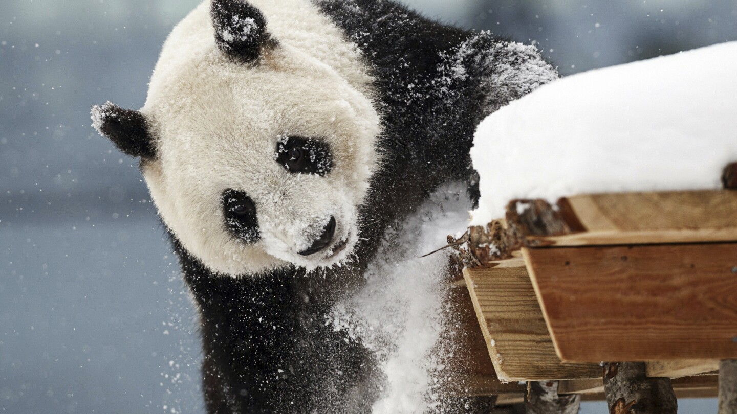 A zoo in Finland is returning giant pandas to China because they're too expensive to keep