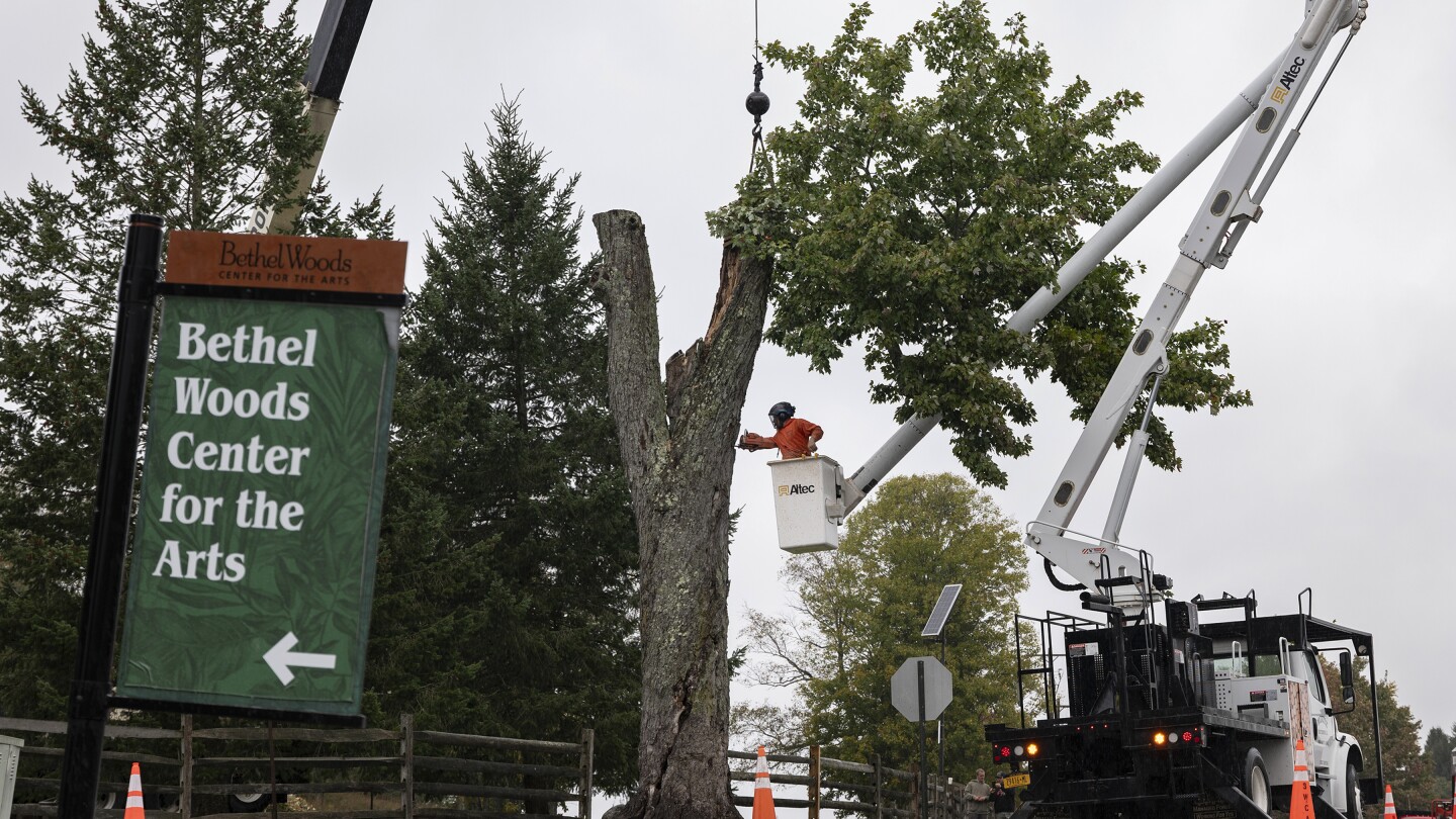 Aging and ailing, 'Message Tree' at Woodstock concert site is reluctantly cut down