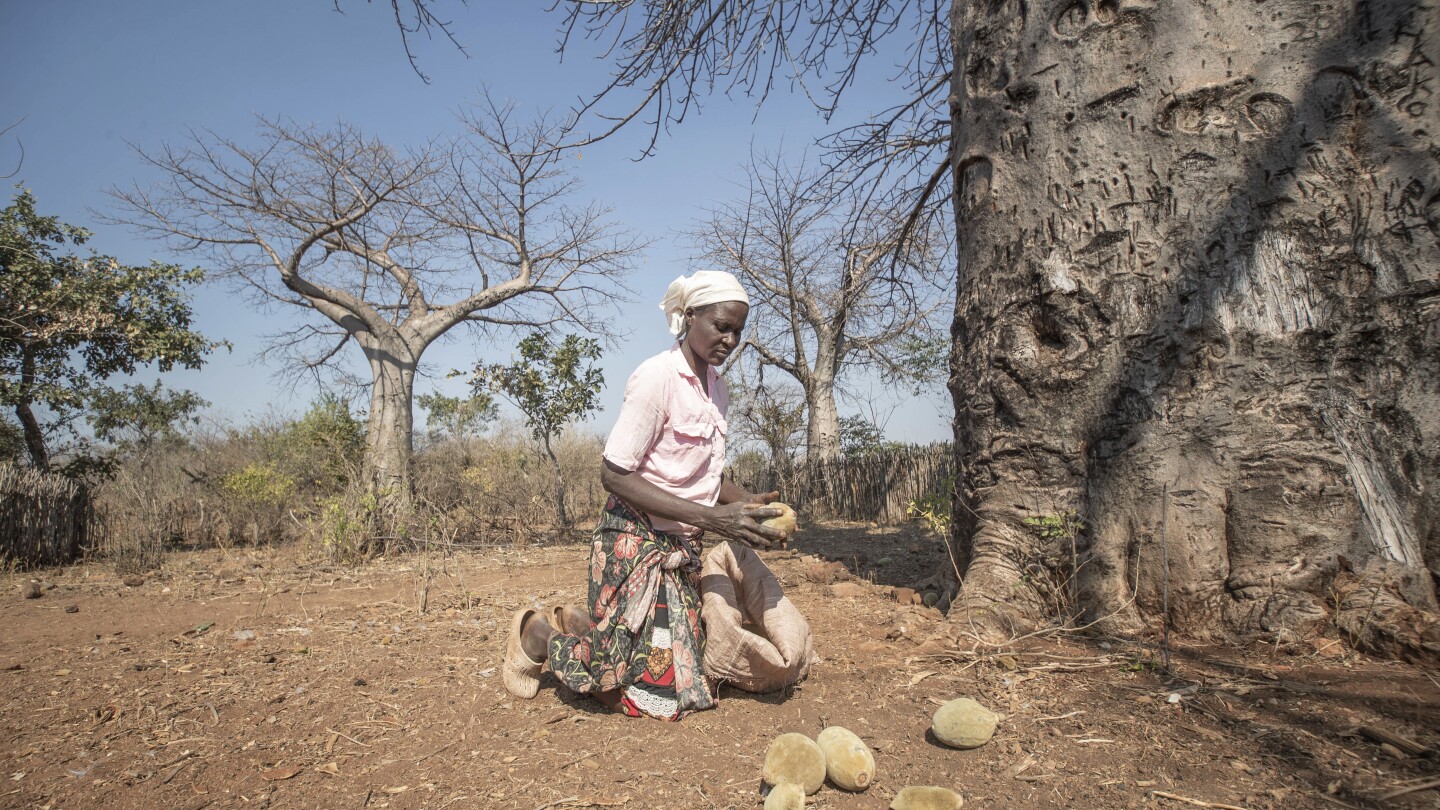 An ancient African tree is providing a new 'superfood' yet local harvesters are barely surviving