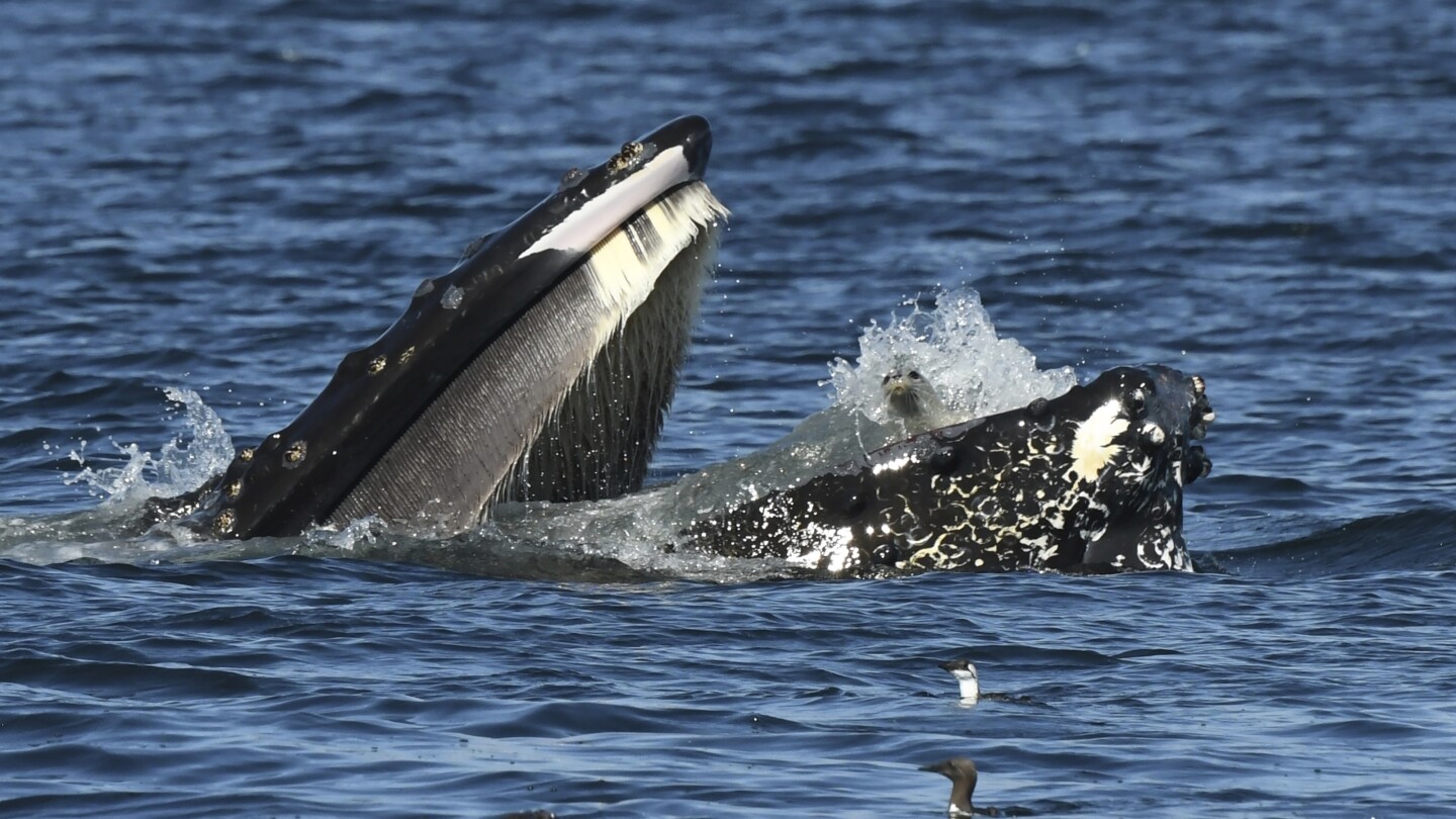 Bewildered seal found itself in the mouth of a humpback whale