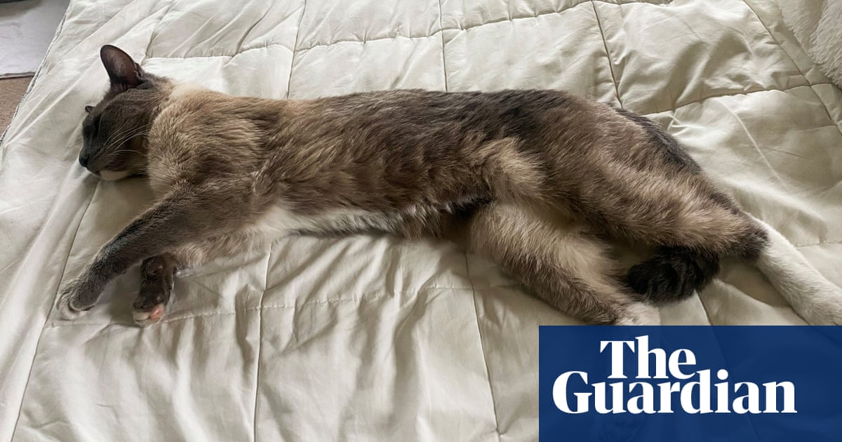 Cat lost in Yellowstone travels 800 miles to reunite with owners after two months | California