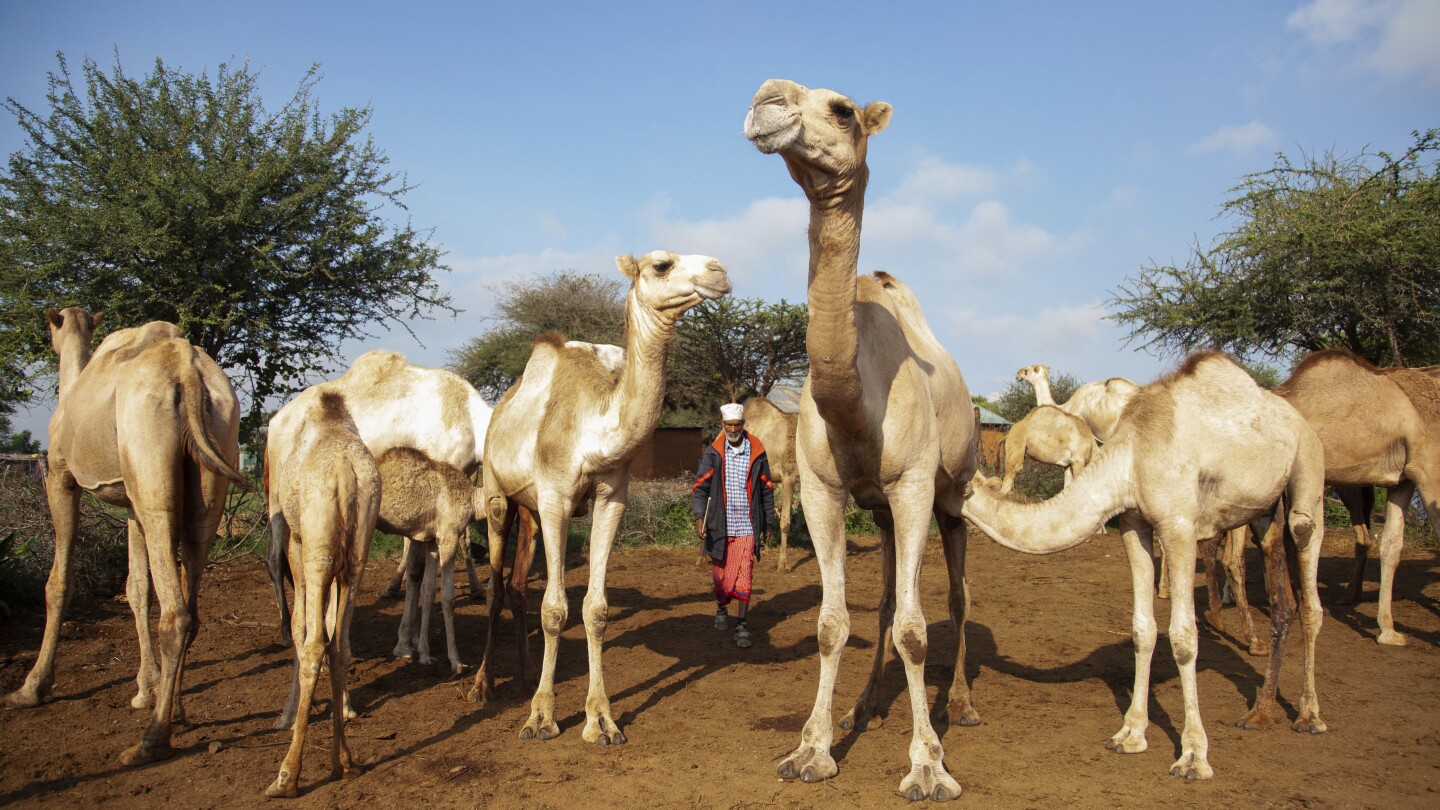 Drought forces Kenya's Maasai and other cattle herders to consider fish and camels