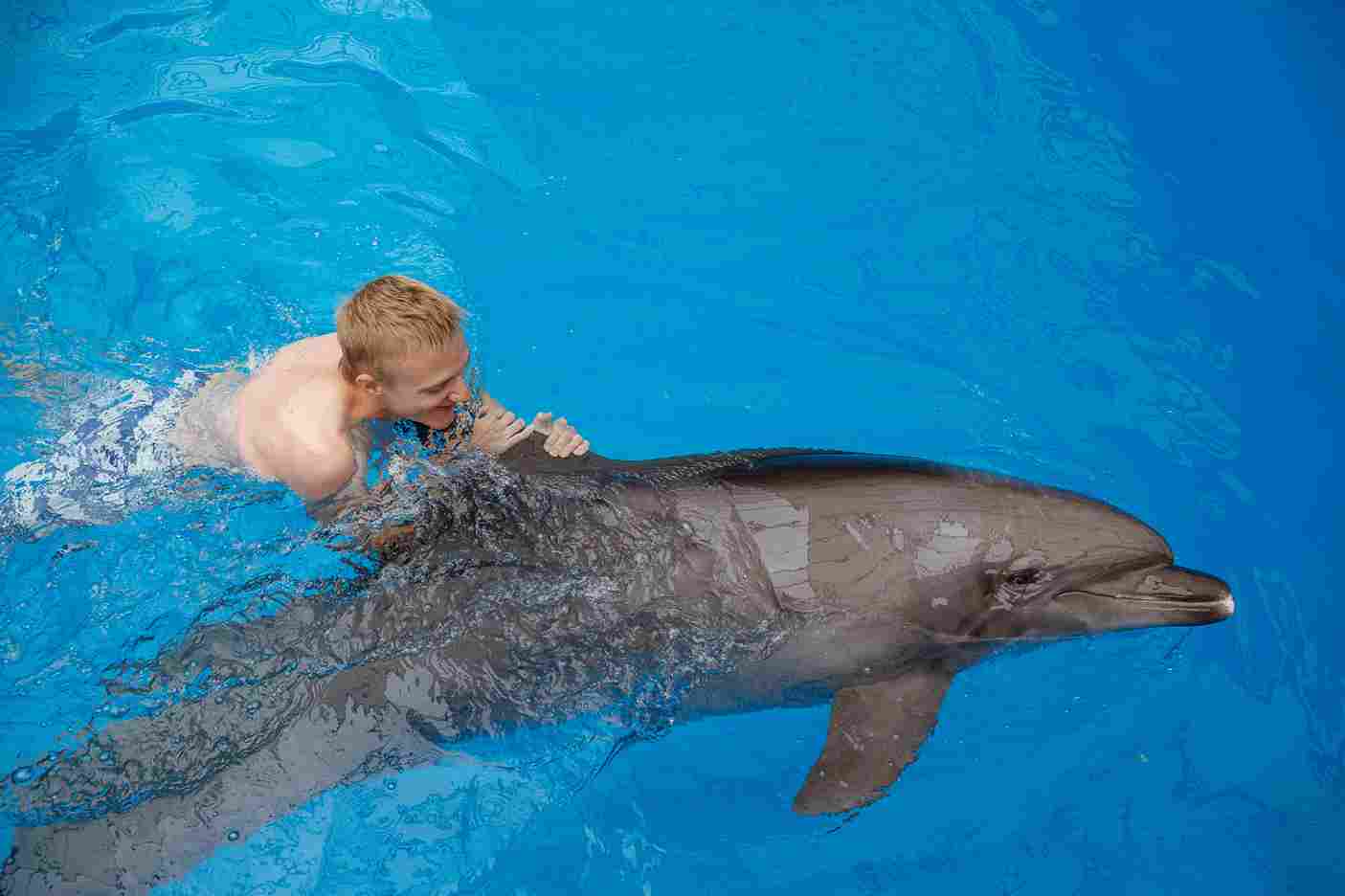 How Swimming with Dolphins Can Enhance Family Vacation?