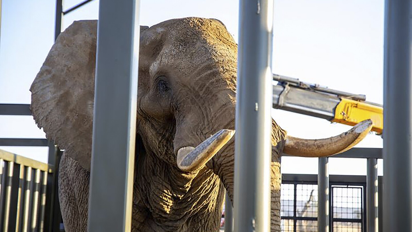 How do you get a grumpy 4-ton elephant to a new home 120 miles away? Call the elephant movers