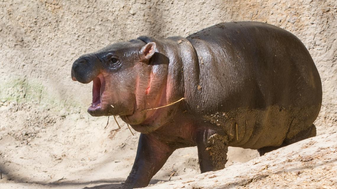 Moo Deng: Baby pygmy hippo becomes TikTok sensation