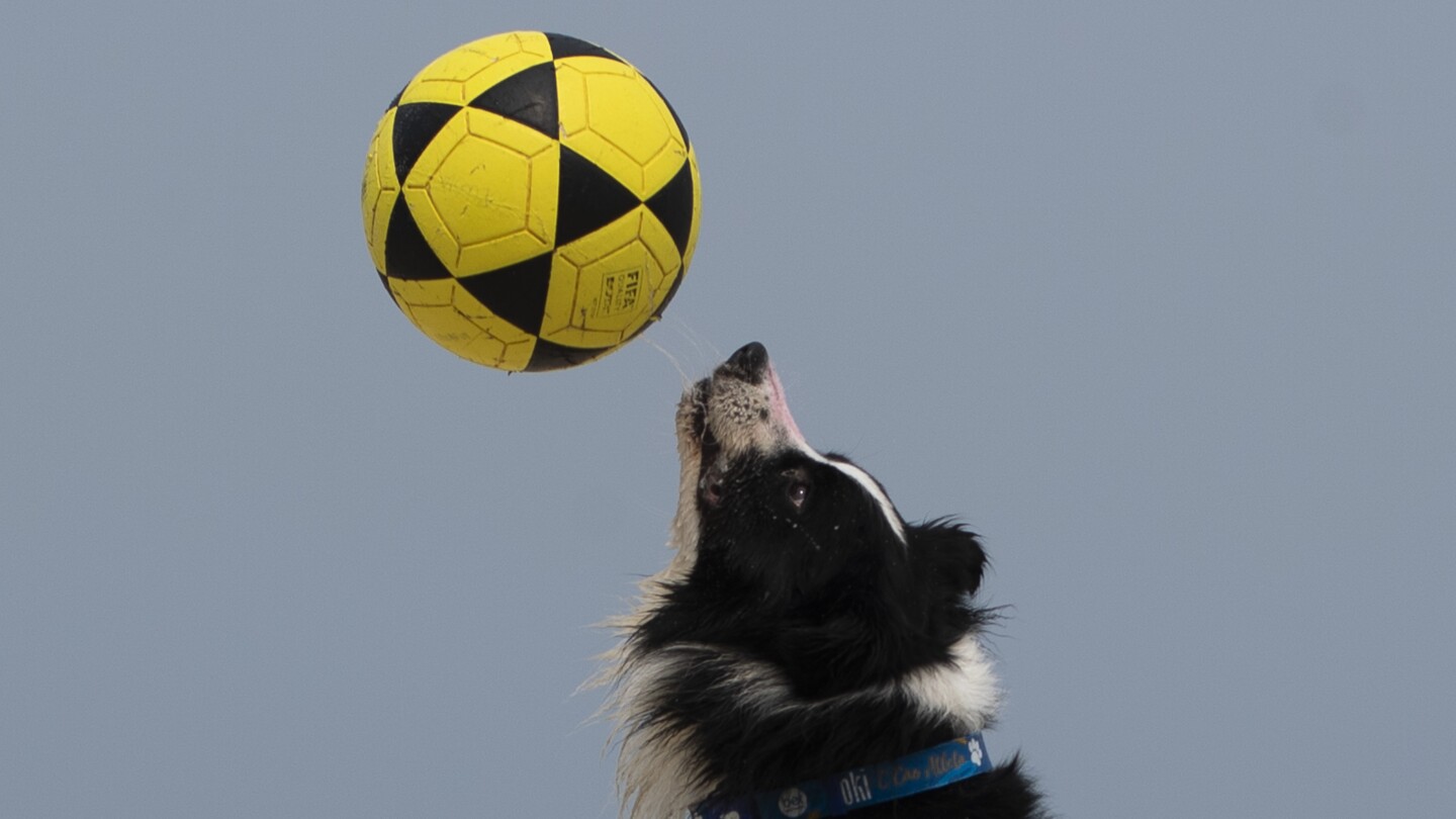 This Brazilian dog is a footvolley star. He teaches beachgoers how to play their own game