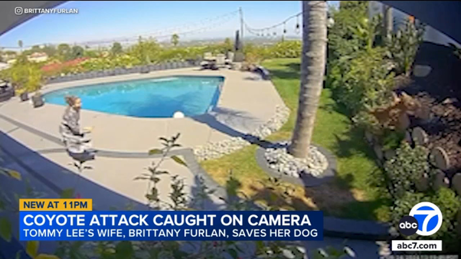 Tommy Lee's dog snatched by coyote in backyard; wife Brittany Furlan pulls pet from jaws