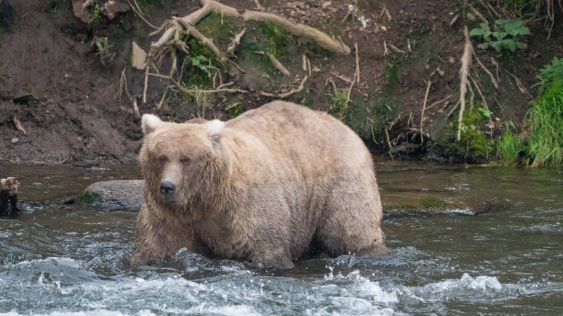 Fat Bear Week contest 2024: Deadly attack shakes up bracket reveal