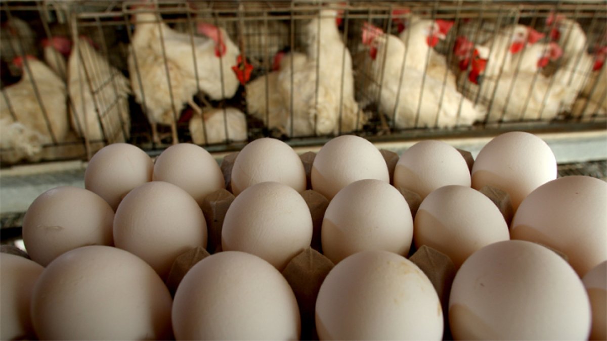 Salmonella egg recall now a ‘Class I’ recall – NBC Chicago