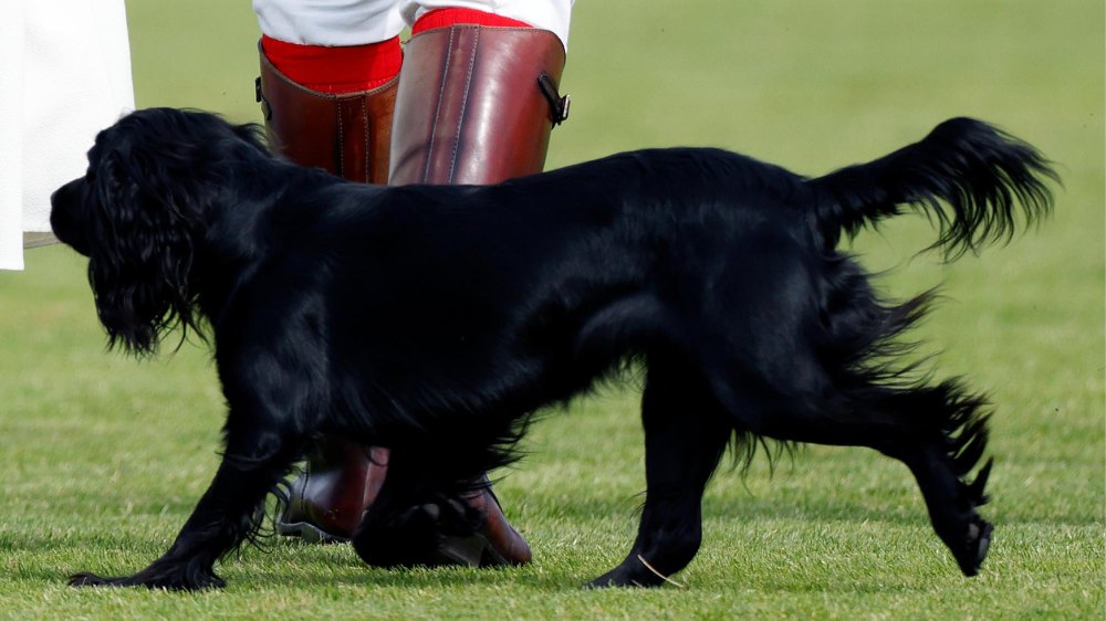 Prince William and Kate Middleton Let Their Dog Sleep in the Bed Just Like Us