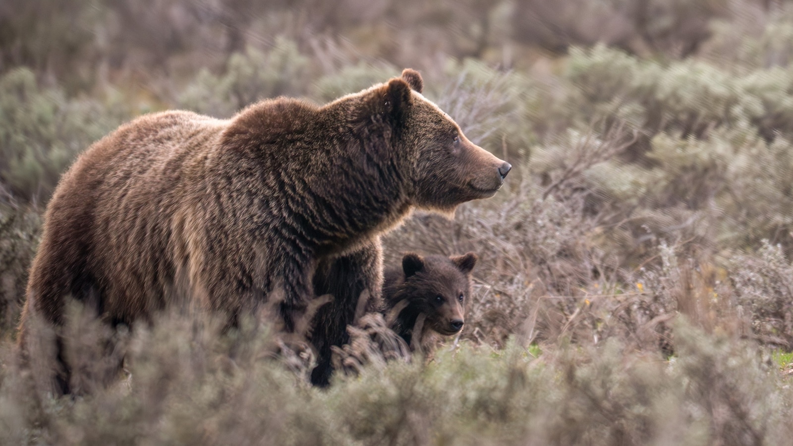 Famed grizzly bear killed after being struck by vehicle in national park as her cub is still missing