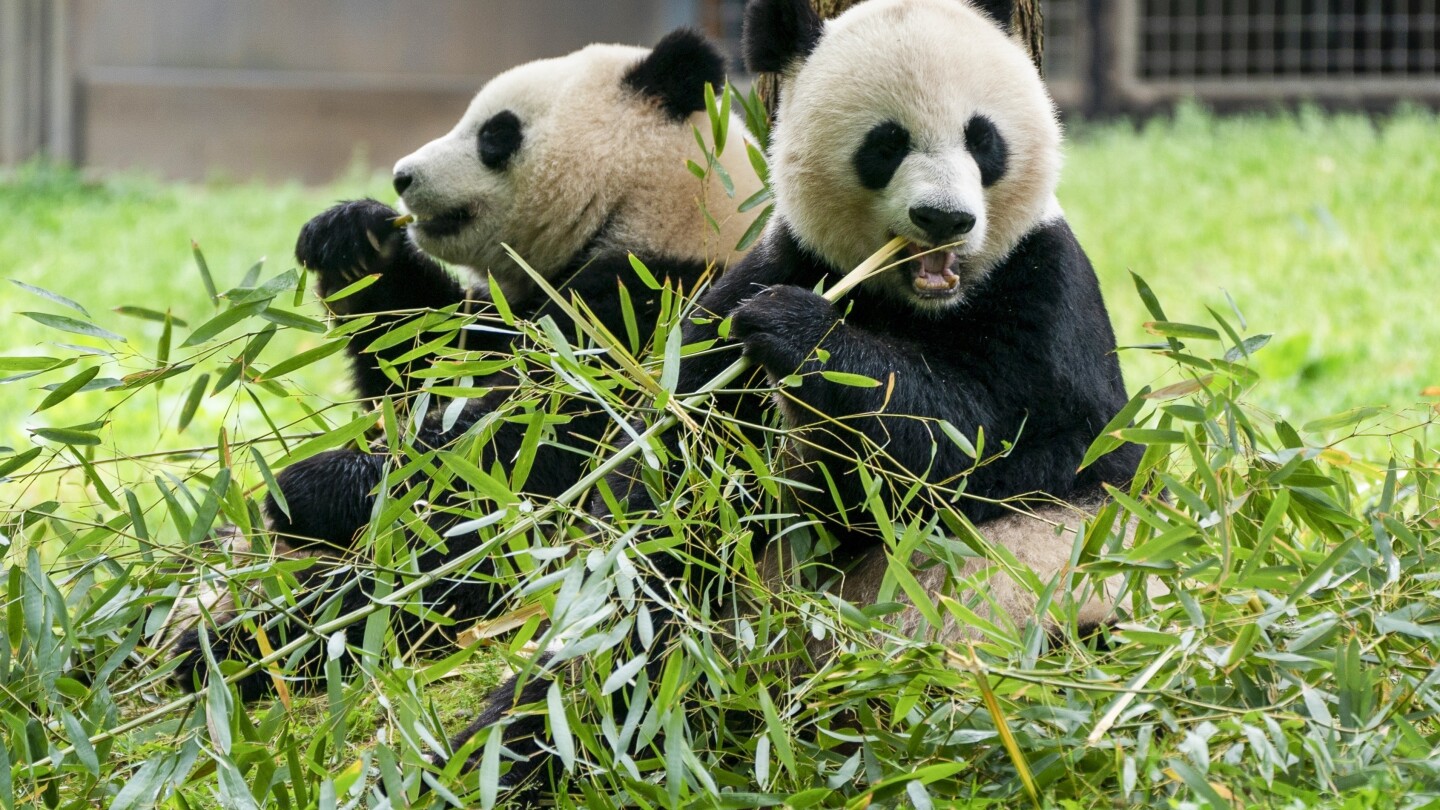 2 giant pandas start journey from China to DC's National Zoo