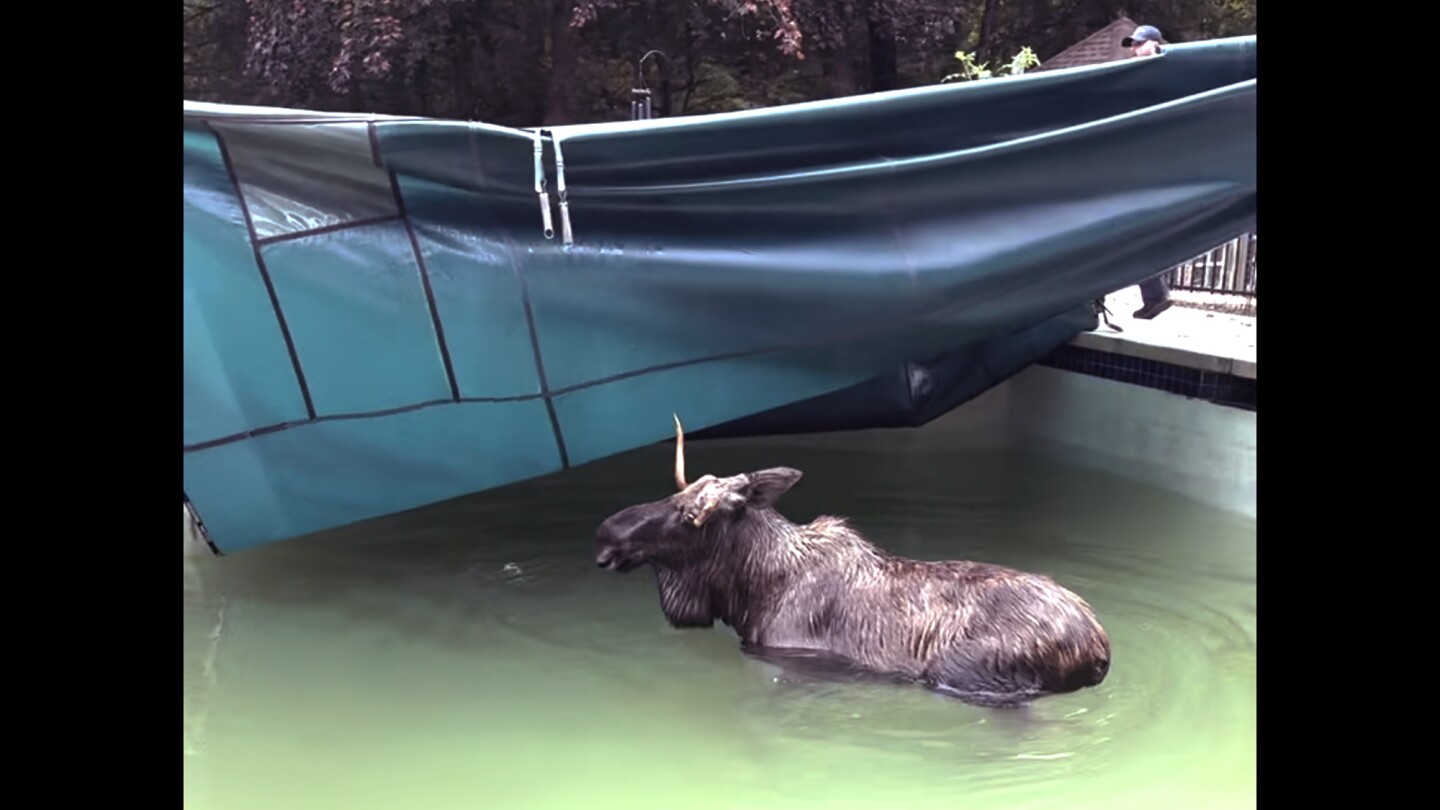 A moose was rescued from a swimming pool in New Hampshire