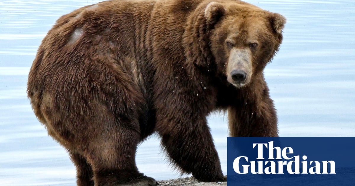 Alaska’s Fat Bear Week begins late after contestant killed by another bear | Alaska