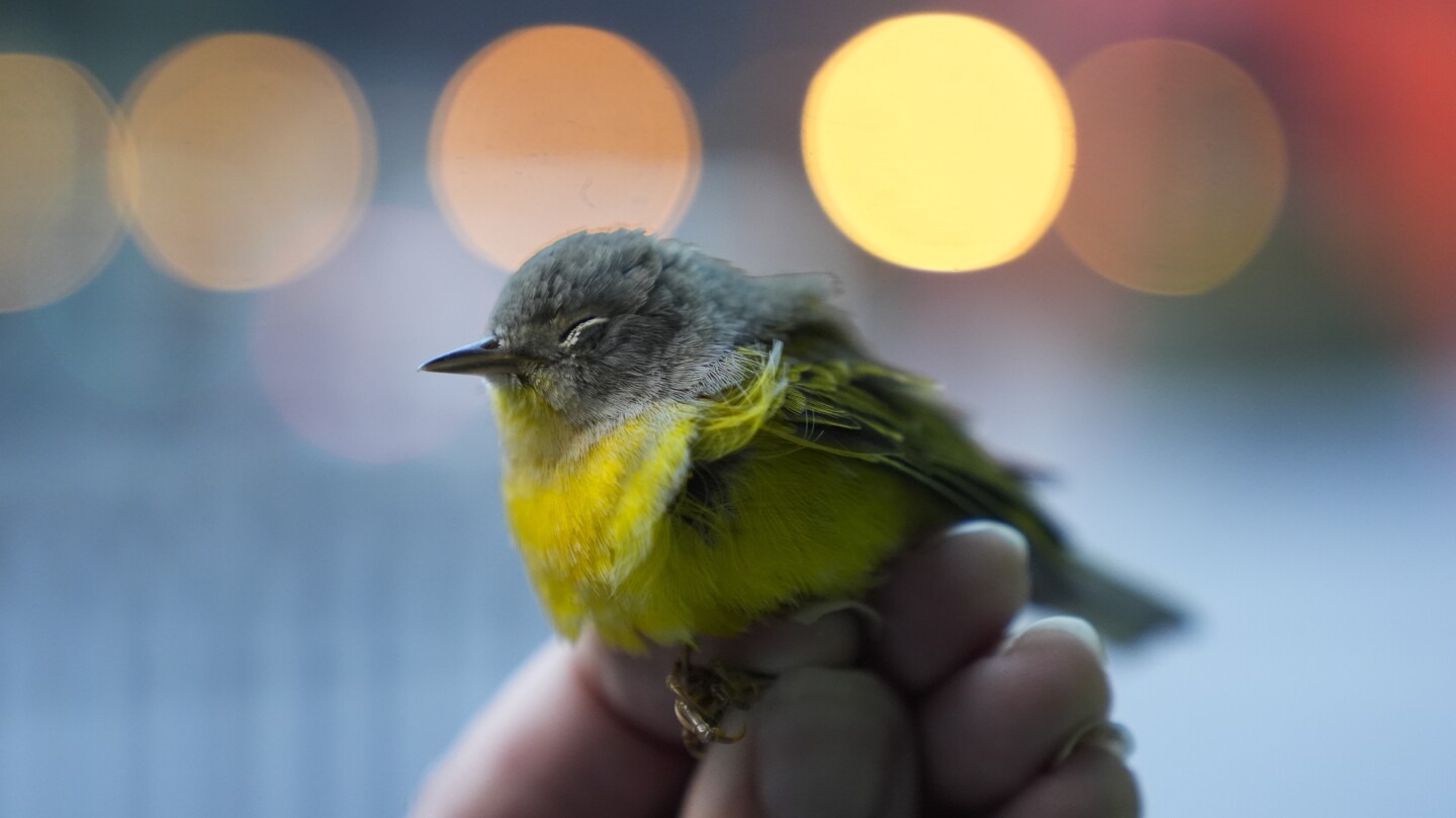 Avian enthusiasts try to counter the deadly risk of Chicago high-rises for migrating birds