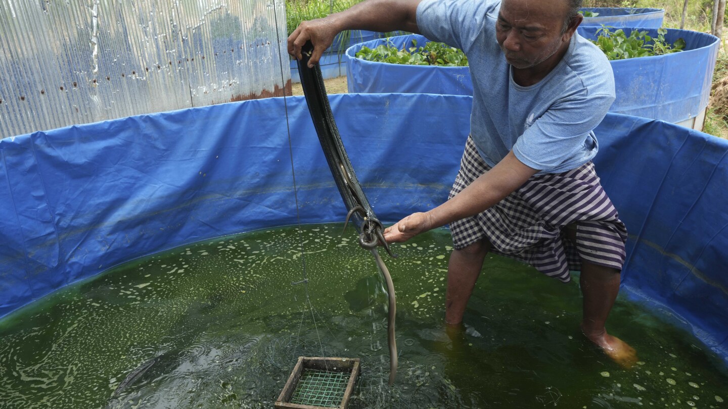 Cambodian fishermen turn to raising eels as Tonle Sap lake runs out of fish