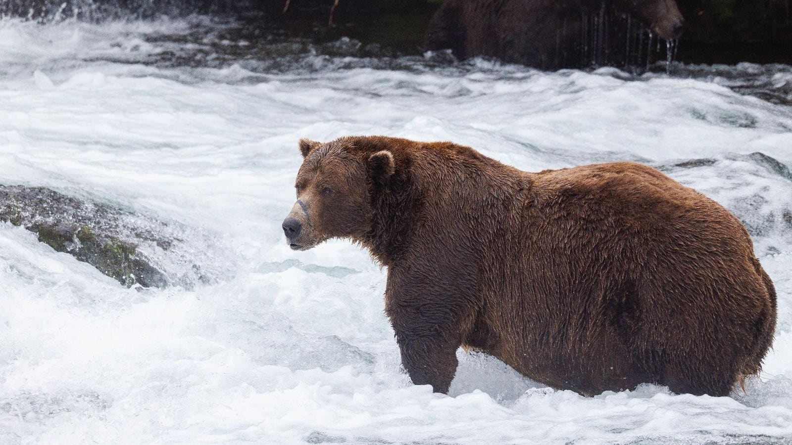 Fat Bear Week Reveals Contestants In Wake Of Bear-On-Bear Tragedy