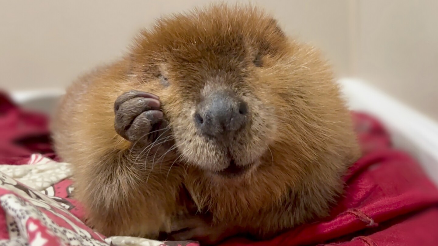 Fate of Nibi the beaver lands in court as rescuers try to stop her release