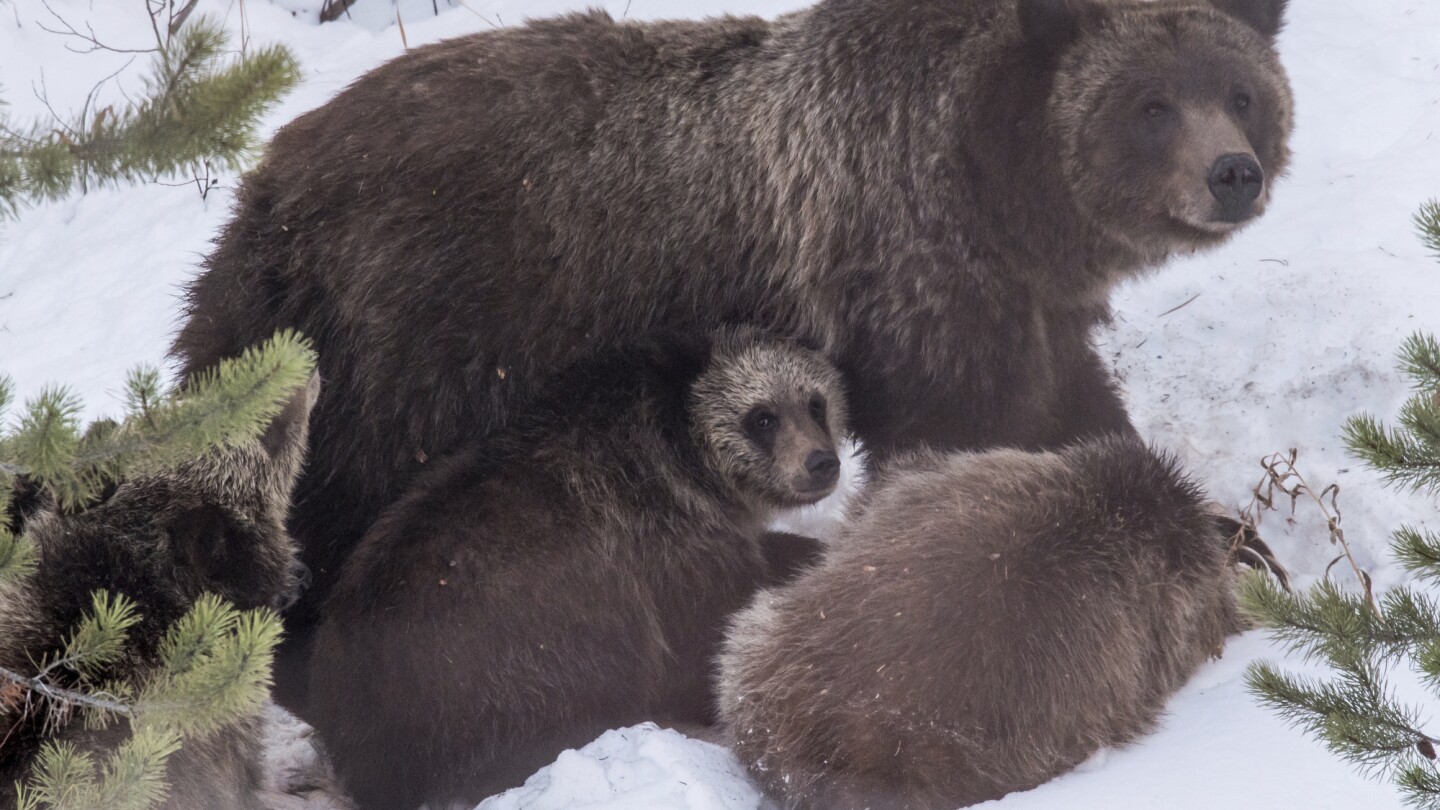 Grizzly bear No. 399 is killed in a Wyoming vehicle strike