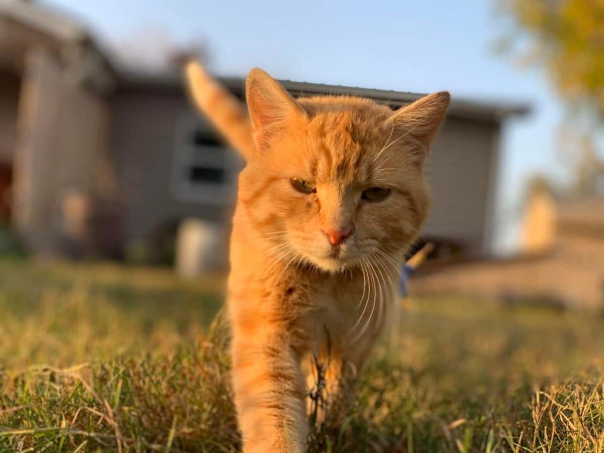 Iowa's Cutest Kitties on National Cat Day [GALLERY]