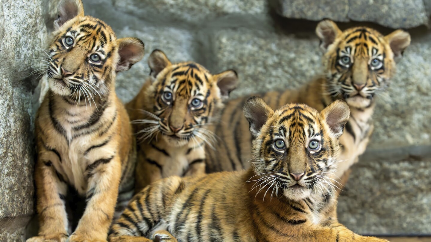 Polish zoo celebrates the birth of 4 Sumatran tigers, a critically endangered species