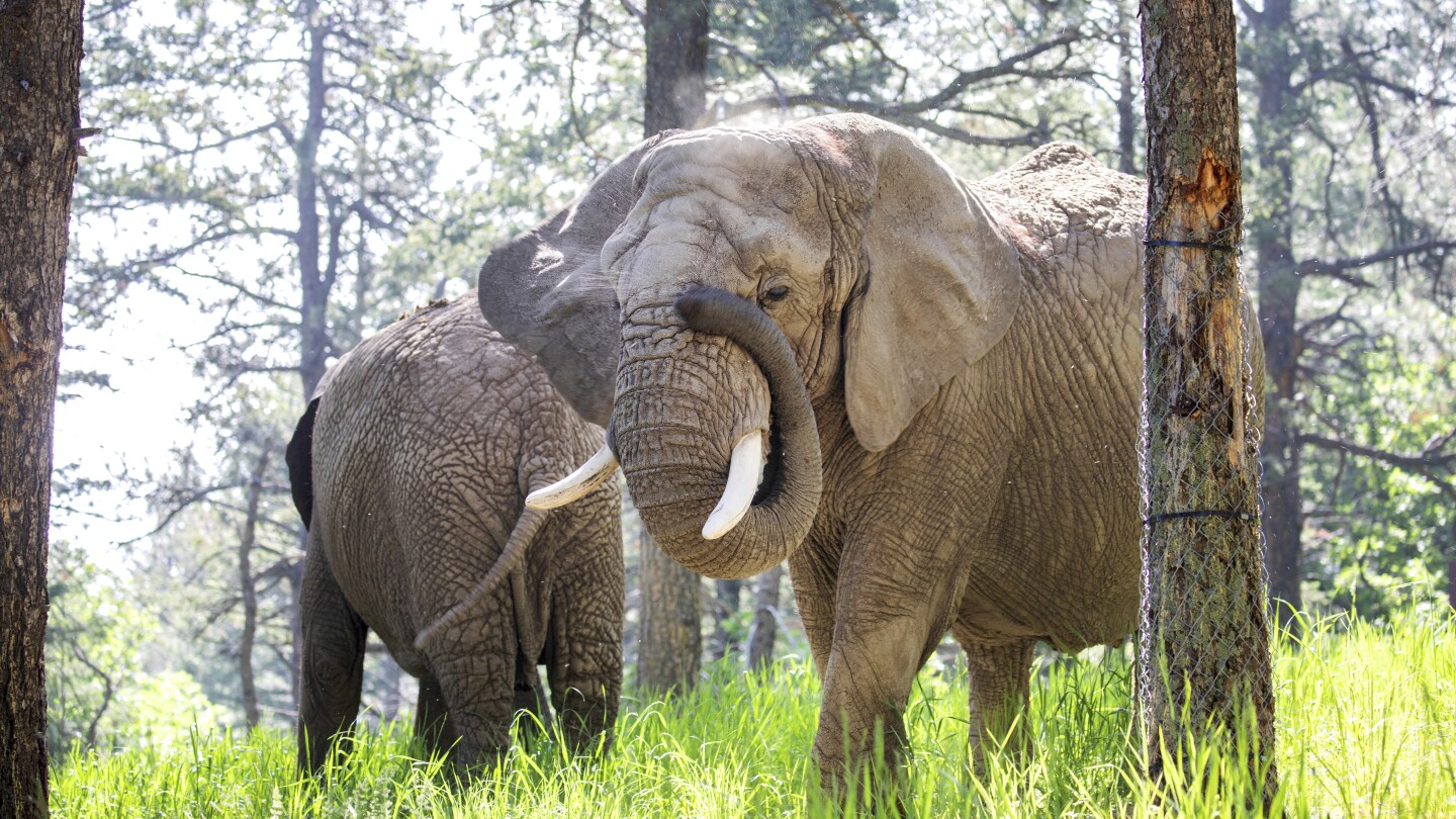 Should elephants have the same rights as people? A Colorado court may decide