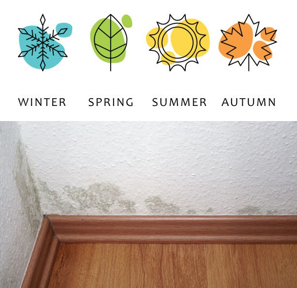 Seasonal Guide to Preventing Mold Growth: Tips for Year-Round Mold Prevention